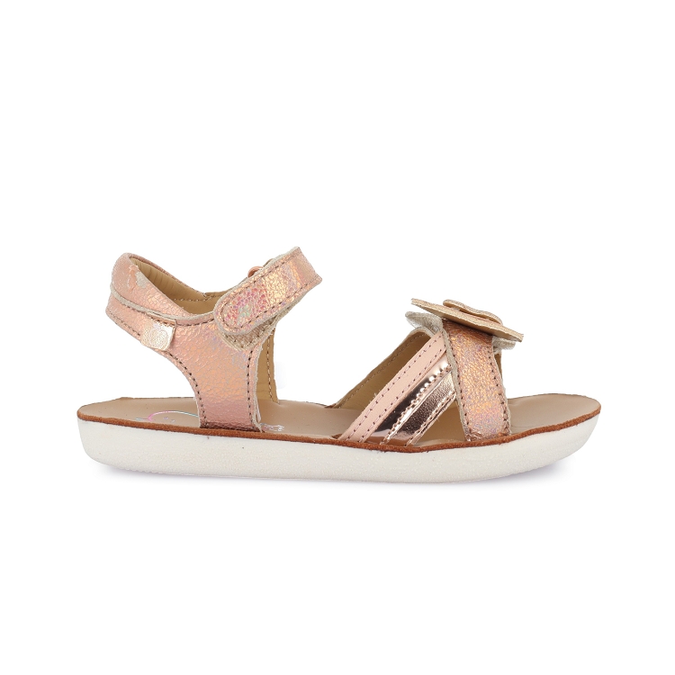 Shoopom<br>goa  fly rose